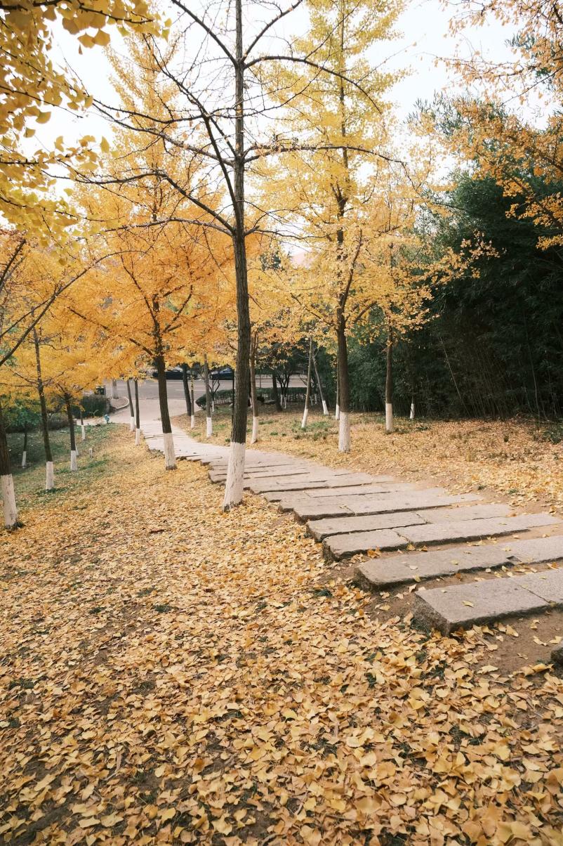 Golden autumn trees along a campus path