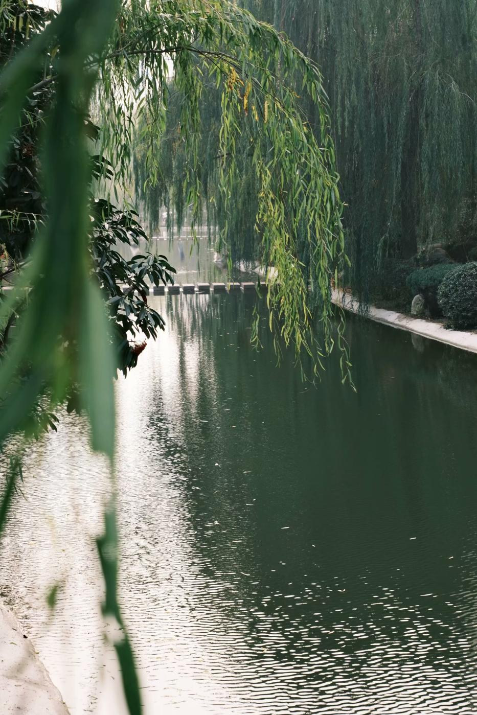 Sunlight reflected on campus water through trees